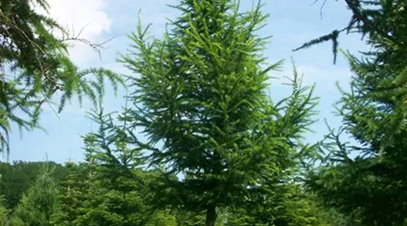 Larix decidua 35-40 (1).JPG