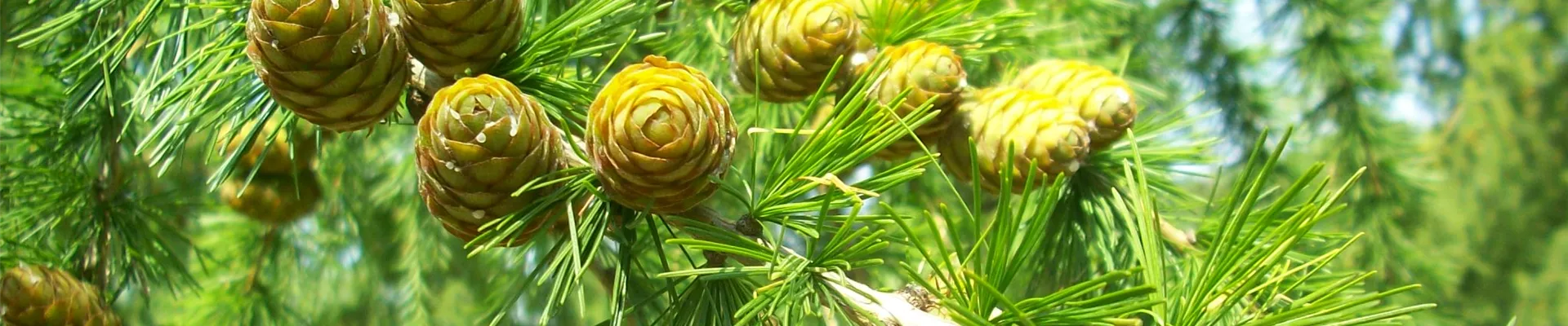 Larix decidua Detail (4).JPG