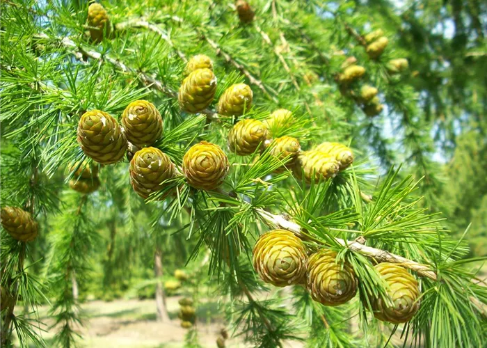 Plant of the Month March 2026: Larix decidua – European larch 