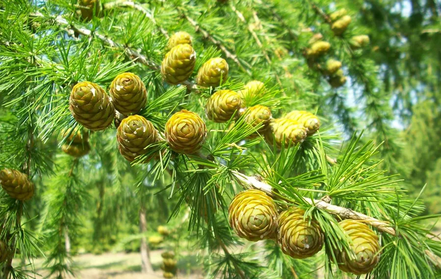 Larix decidua Detail (4).JPG