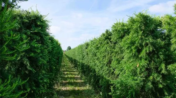 Larix decidua HE 120x80x210 (4).JPG