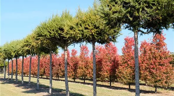 Larix decidua Schirm.JPG