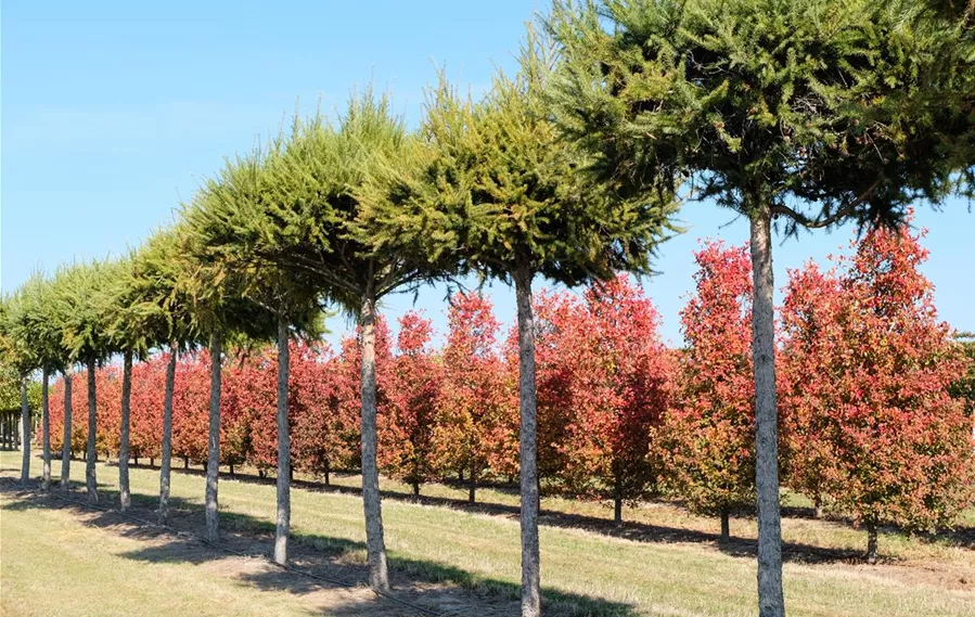 Larix decidua Schirm.JPG