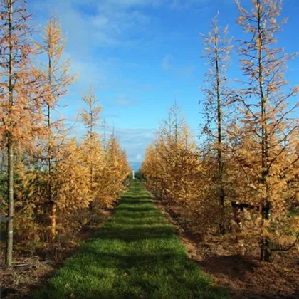 Larix decidua 150-200 x 400-500 (3).JPG