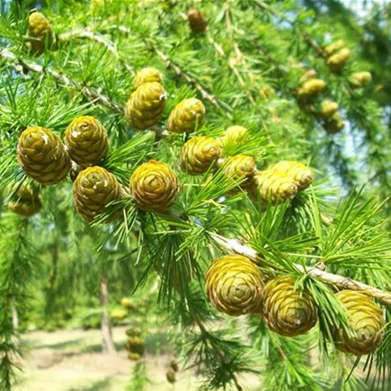 Larix decidua Detail (4).JPG