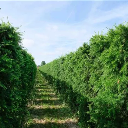 Larix decidua HE 120x80x210 (4).JPG