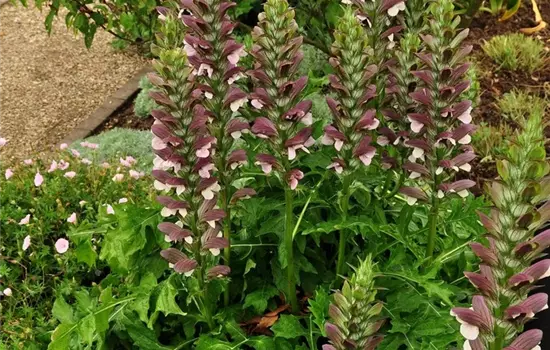 Acanthus hungaricus
