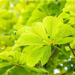 Aesculus hippocastanum 'Baumannii'