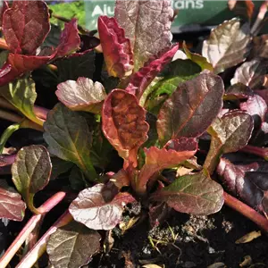 Ajuga reptans 'Atropurpurea'