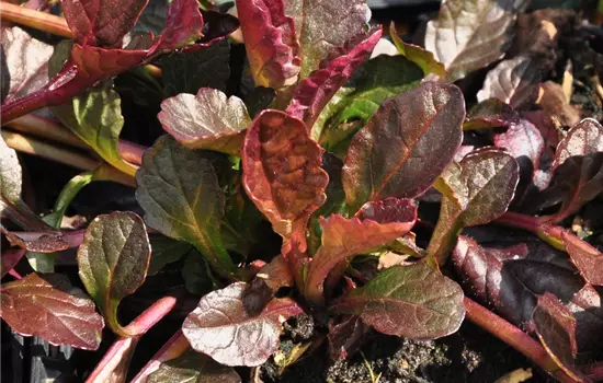Ajuga reptans 'Atropurpurea'