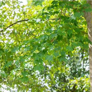 Acer cappadocicum 'Rubrum'