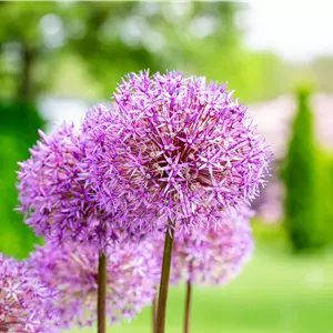 Allium giganteum