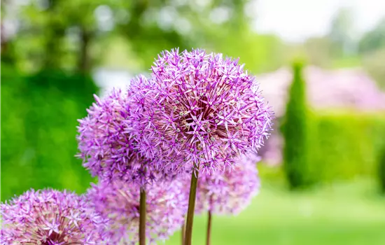 Allium giganteum