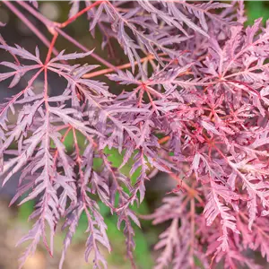 Acer palmatum 'Inaba-shidare'