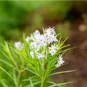 Amsonia hubrichtii