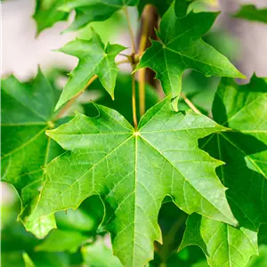 Acer platanoides 'Emerald Queen'