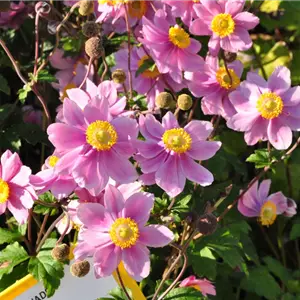 Anemone tomentosa 'Serenade'