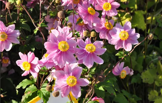 Anemone tomentosa 'Serenade'