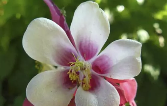 Aquilegia caerulea 'Crimson Star'