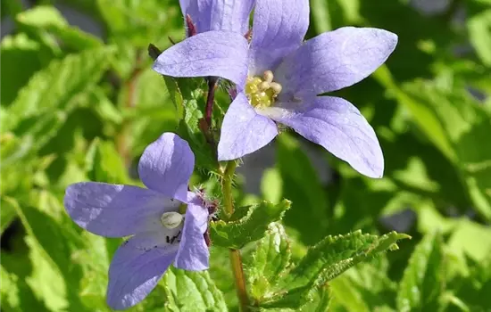Campanula lactiflora 'Prichard's Variety'