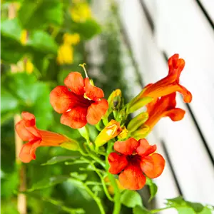 Campsis tagliabuana 'Mme Galen'