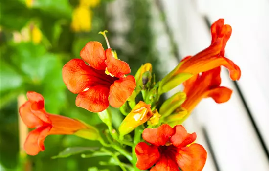 Campsis x tagliabuana 'Madame Galen'