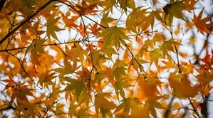 Acer palmatum-r1.jpg