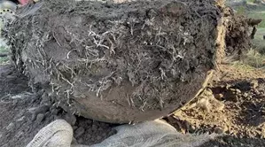 Qualität Wurzeln Pflanzen-r1.jpg