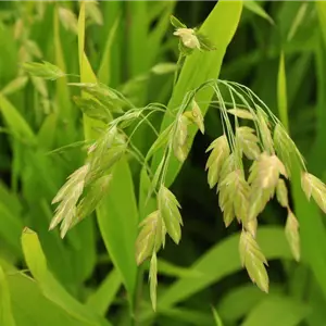 Chasmanthium latifolium