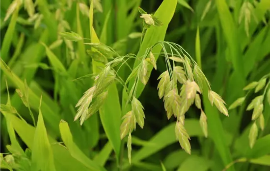 Chasmanthium latifolium