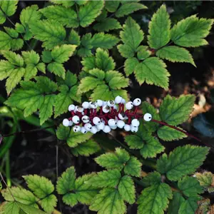 Actaea pachypoda