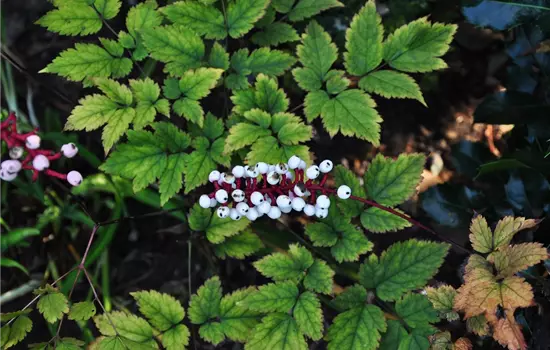 Actaea pachypoda