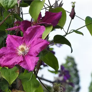 Clematis 'Ernest Markham'