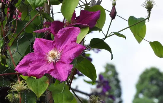 Clematis 'Ernest Markham'