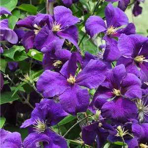 Clematis 'Jackmanii Superba'