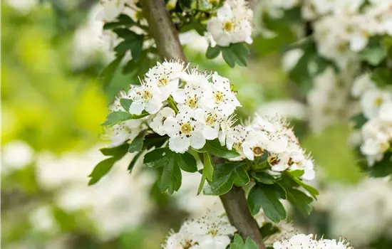 Crataegus laevigata
