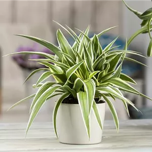 Das Genie unter den Zimmerpflanzen – die Grünlilie Das Genie unter den Zimmerpflanzen – die Grünlilie