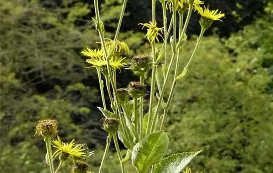 Inula helenium