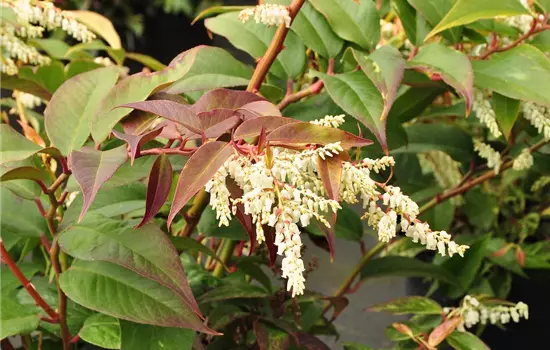 Leucothoe fontanesiana 'Rainbow'