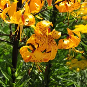 Lilium henryi