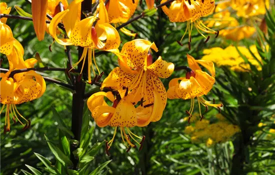 Lilium henryi