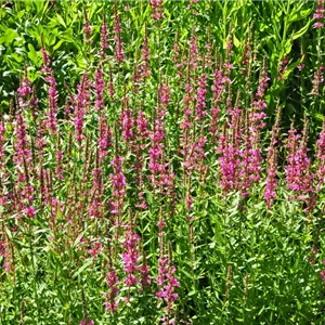 Lythrum virgatum 'Rose Queen'