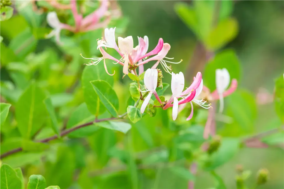 Lonicera henryi