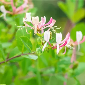Lonicera henryi