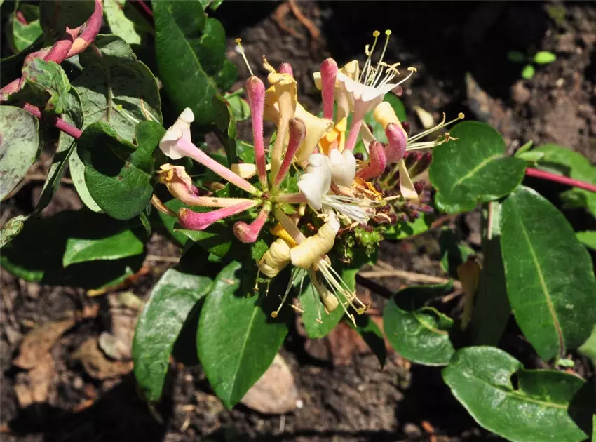Lonicera periclymenum