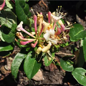 Lonicera periclymenum