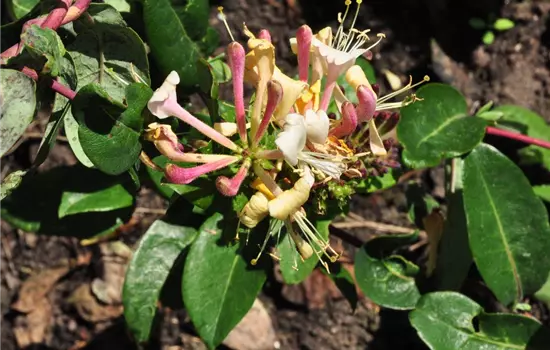 Lonicera periclymenum