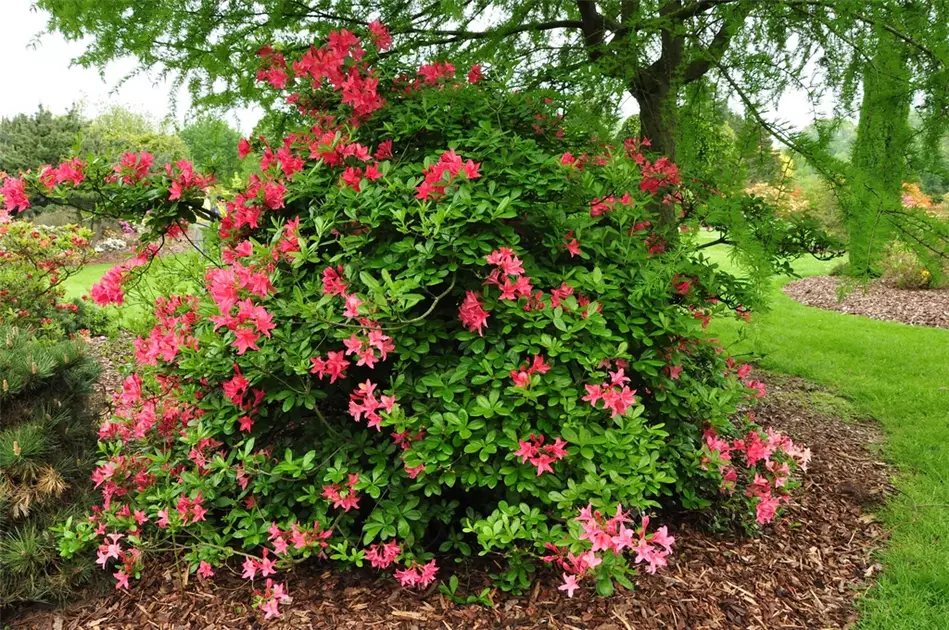 Rhododendron luteum 'Jolie Madame'