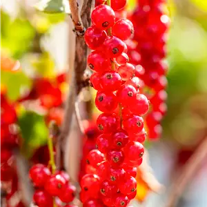 Ribes rubrum 'Rovada' CAC II