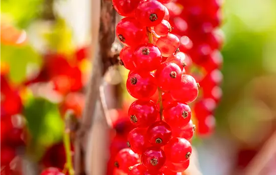 Ribes rubrum 'Rovada' CAC II